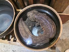 -印象鲵宴·张家界地标美食名片(溪布街店)