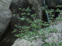 -黄山翡翠谷景区