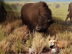 -陕西自然博物馆