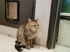 -猫儿山۰猫主题餐厅