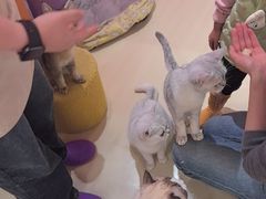 -三花喵·撸猫购宠·宠物生活馆(虹桥南丰城店)