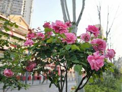 -吉庆街美食广场