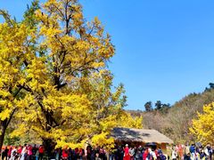 -千年银杏谷文化旅游区