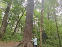 -五营红松林海景区