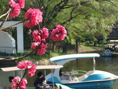 -上海共青森林公园