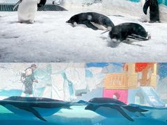 -海合安天津极地海洋公园