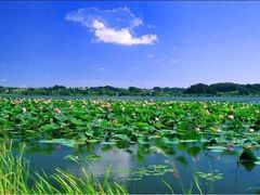 -微山湖红荷湿地景区
