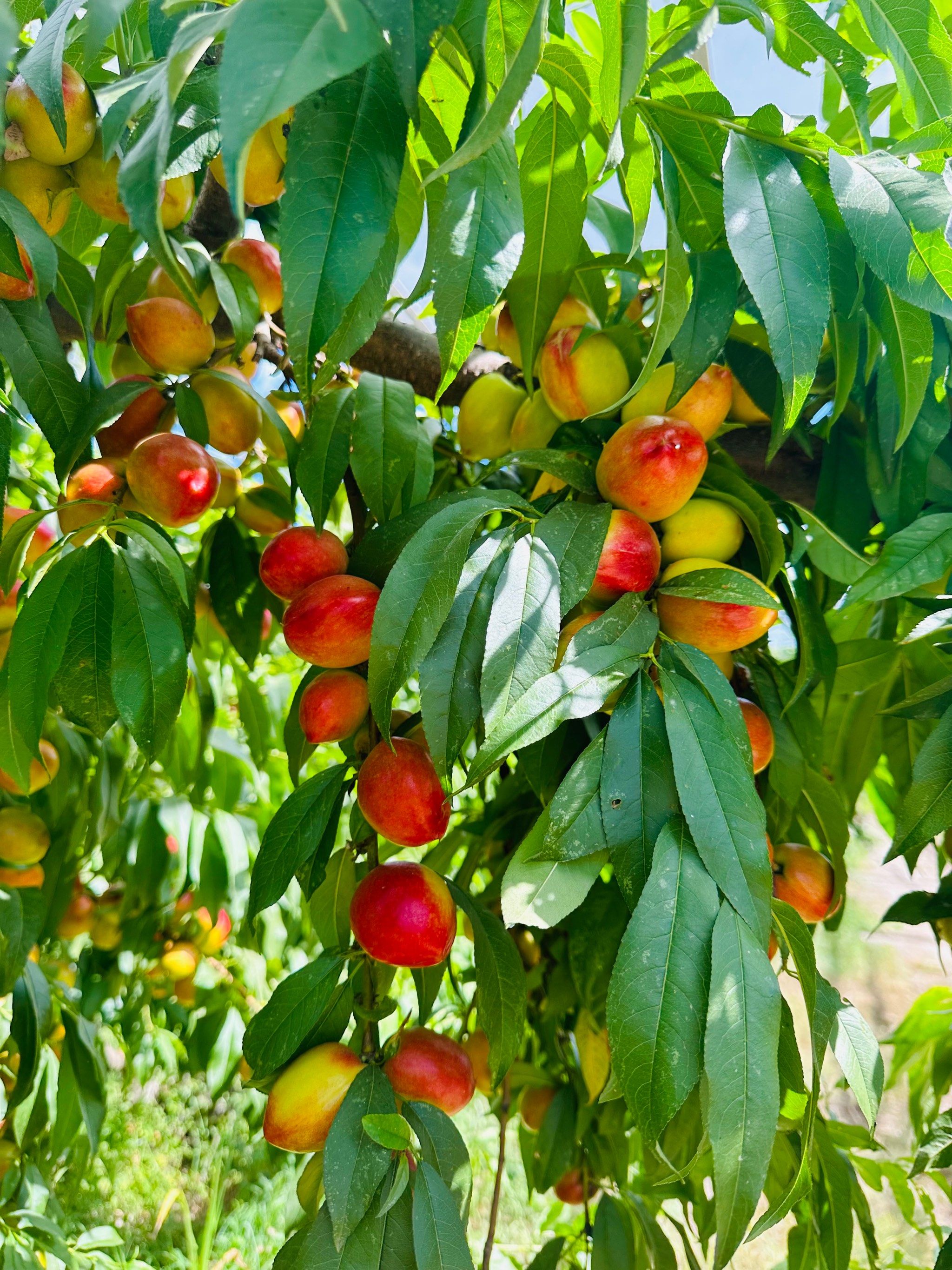 甜蜜的果实,美味的午后