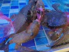 -吉布鲁牛排海鲜自助(温江合生汇店)