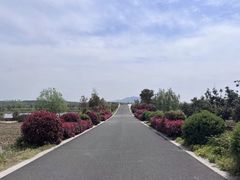 -西京湾花海