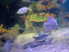 -沙沙哗啦海洋馆(华宇百花谷店)
