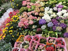 -双季花艺园艺市场(浦东店)
