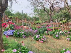 -深圳仙湖植物园