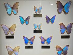 -上海昆虫博物馆