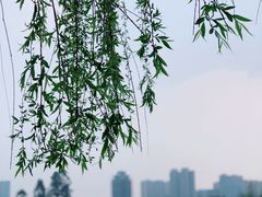 -眉山湿地公园(东坡区)