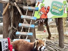 -灵玲国际马戏城