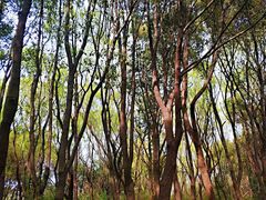 -昆山城市生态森林公园