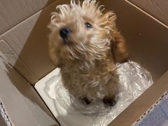 -汪喵宠物医院·骨科心脏影像·犬猫急重症ICU诊疗中心(成华分院)