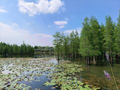 -白鹭湾湿地公园