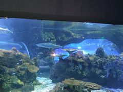 -江和美海洋公园