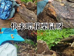 -五营红松林海景区