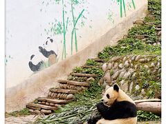 -中国大熊猫保护研究中心雅安碧峰峡基地