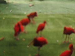 -广州长隆飞鸟乐园