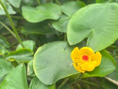 -广西壮族自治区药用植物园