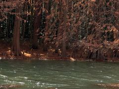 -上海海湾国家森林公园