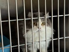 -宠颐生宠物医院·异宠猫科内科·诊疗中心宠巢店