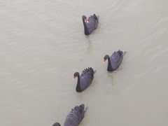 -荷兰花海