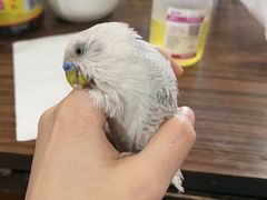 -瑞派·关忠动物医院·异宠专科·犬猫肿瘤·皮肤专科(望京店)