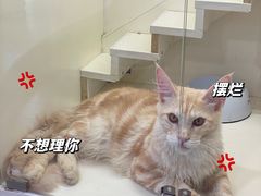 -十年猫舍·猫咪专门店(普陀店)