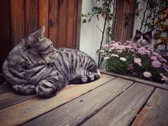 -喵屿·大理花园猫咖