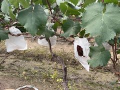 -马陆小张葡萄园农家乐