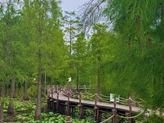 -池杉湖湿地公园