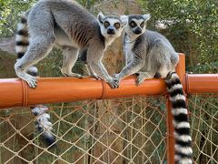 -北京野生动物园