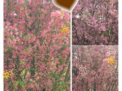 -海棠花溪(元大都城垣遗址公园)