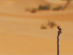 -亿利库布其七星湖沙漠生态旅游区