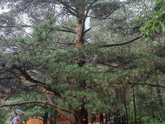 -北极村旅游风景区