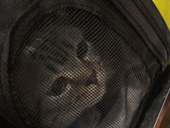 -瑞派动物医院·绝育·犬猫全科·预防医学(光景江南中店)