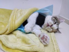 -关爱宠物医院·猫科中心·消化科(滨湖万达分院)