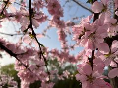 -大兴滨河森林公园