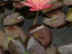 -国家植物园南园