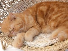 -飞行喵MR PILOT|猫舍·猫咖(静安大融城店)