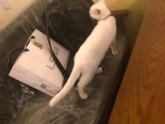 -猫色咖啡·猫咖
