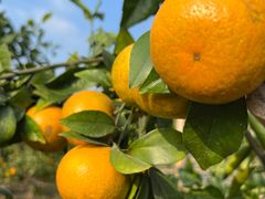 -尚果生态采摘园