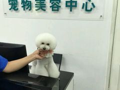 -鑫艺宠物美容培训学校