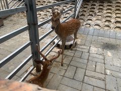 -北京鹿世界主题园