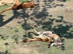 -西霞口神雕山野生动物世界